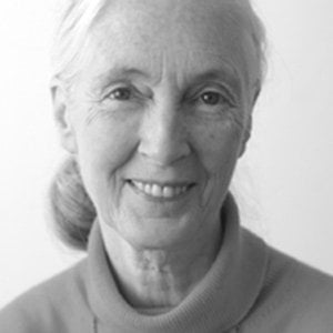 Profile picture for the Jane Goodall Institute