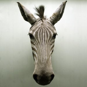 Profile picture for Tuur Van Balen