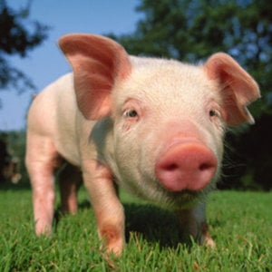 Profile picture for Animals Australia