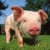 Animals Australia