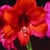 Arizona Friends of Chamber Music