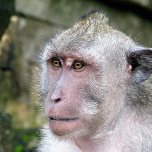 Profile picture for The Acumen