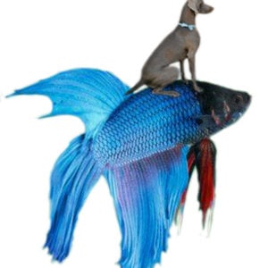 Profile picture for juliette hamon damourette