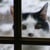 Harry P Cat