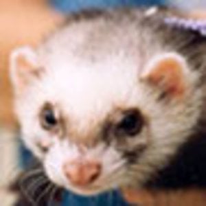 Profile picture for littlesplines