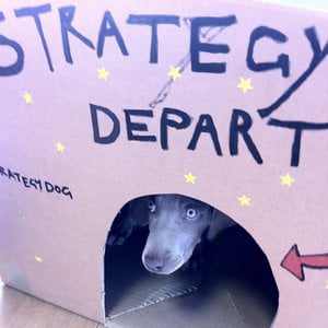Profile picture for strategy dog