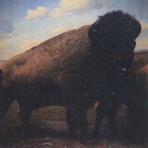 Profile picture for BUFFALO ZINE