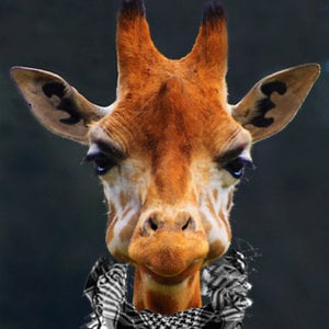 Profile picture for ghadah