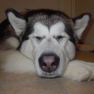 Profile picture for Malamute