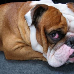 Profile picture for Stanley Stuyvesant