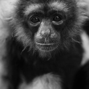 Profile picture for gilang elbanditos