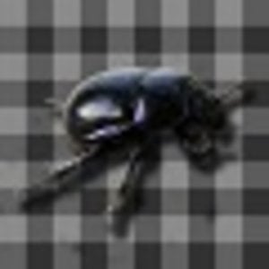 Profile picture for NMNN Galmoer