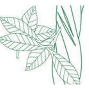 Profile picture for The Ayahuasca Project