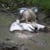 Swampy T Fox