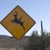 Flying Deers