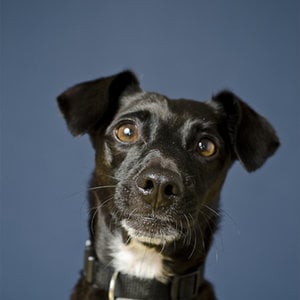 Profile picture for Cão em Quadrinhos