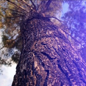 Profile picture for Trevor Arwood