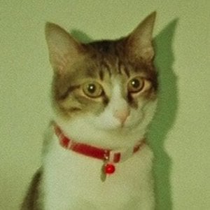 Profile picture for WANG, Ai-Ju
