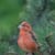 RSPB Scotland