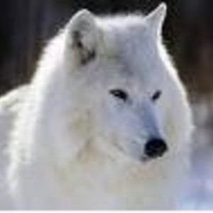 Profile picture for Doug Finke