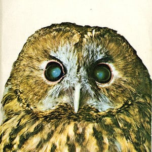 Profile picture for Alísa Kalyanova