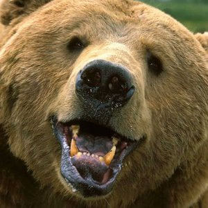 Profile picture for Grizzly Films