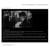 Cine Foundation International