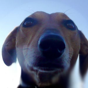 Profile picture for Stunt Dog