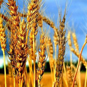 Profile picture for The Wheat Movie