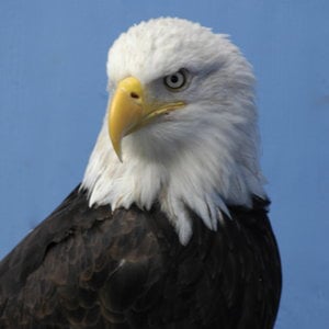 Profile picture for CapnClive