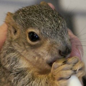 Profile picture for Coast & Canyon Wildlife