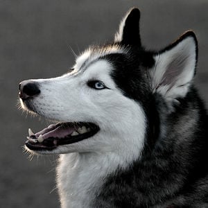Profile picture for Jetfx