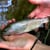 itsallabouttrout.com