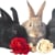 hasenchat