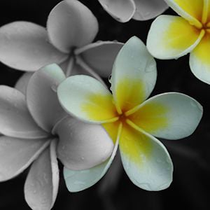 Profile picture for Mahalo Video