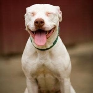 Profile picture for Family Dogs New Life