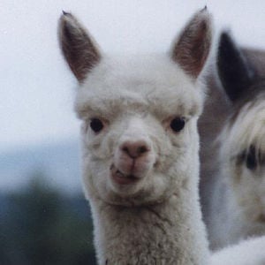 Profile picture for Sam