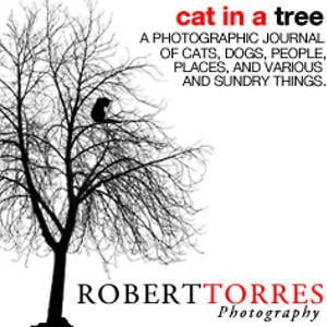 Profile picture for Robert Torres