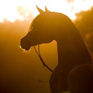 Profile picture for Michael Byatt Arabians