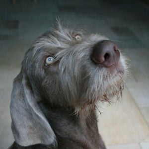 Profile picture for Bentley Farrington