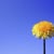 Dandelion Films
