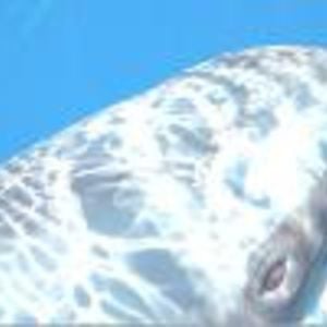 Profile picture for Roberta Goodman