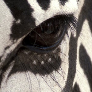Profile picture for mireiatrepat