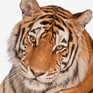 Profile picture for GreenScreen Animals