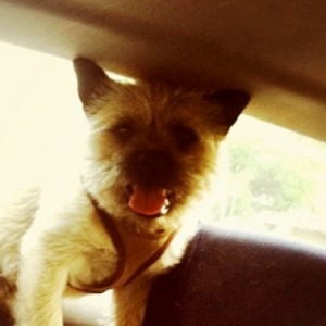 Profile picture for Rob Cawley
