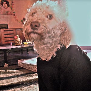 Profile picture for xaritini Kyriakou