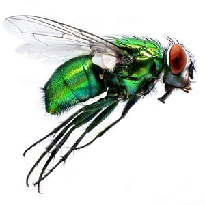 Profile picture for The Fly