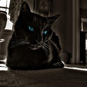 Profile picture for BlueCat Screenplay