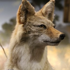 Profile picture for Mark J.