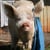 Edgar's Mission Farm Sanctuary